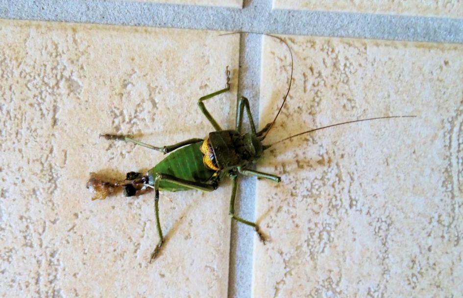 Sprinkhaan in Frankrijk